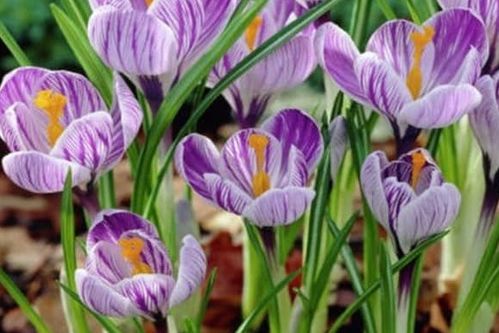 番红花种植指南 轻松种出珍贵香料，省钱又方便