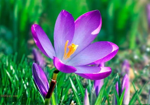 专业医学绘图软件GraphPad Prism 9.3的官方版本获取与藏红花种植技术的探讨