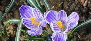 番红花的栽培与旺盛生长指南