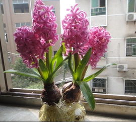 水培芦荟与藏红花种植指南