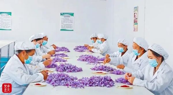 一朵花带火乡村振兴路 玉屏茅坡村藏红花喜迎丰收季