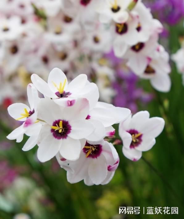 玉米百合 易养护的春季盆栽新宠，南北皆宜，年年开花