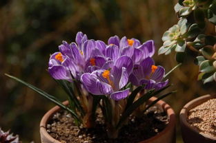 藏红花家庭盆栽种植全攻略 从种球到绽放的优雅之旅