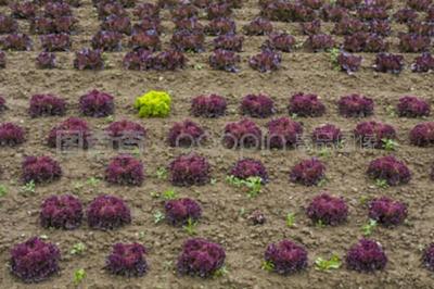 藏红花种植技术与市场前景