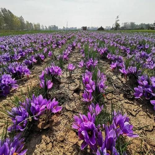藏红花与红花 种植、应用及使用体验全解析——聚焦藏红花种植技术