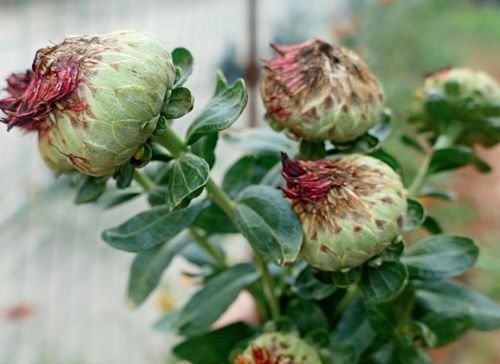 珍稀藏红花的栽培技术与种植管理