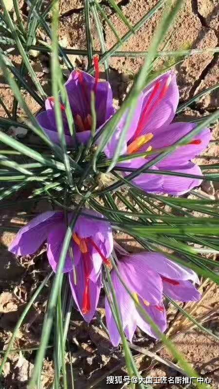 李阳与藏红花 数十载坚守，只为高原珍品的卓越品质