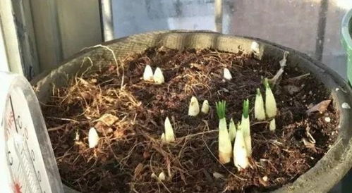 沾土就活，浇点水就开爆 藏红花种植的简易指南