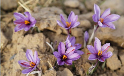 番红花为何价格高昂却难以国产化