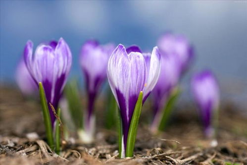 藏红花 价值在于花蕊的珍贵植物