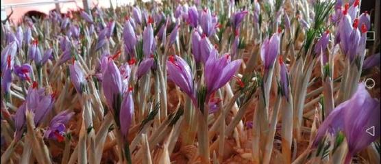 西红花与藏红花的辨别及藏红花种植指南