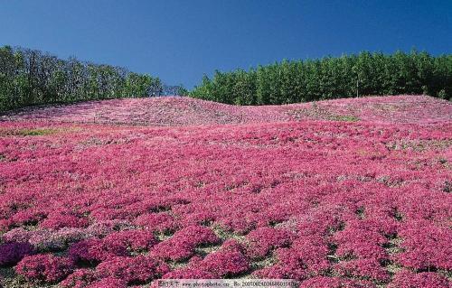 中国藏红花主要种植基地分布及规模现状