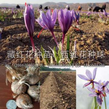 藏红花种植指南与亳州市俊杰中药材种植专业合作社的优质种苗