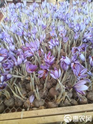 藏红花的种植与选购优质西红花种球指南