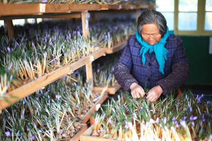 藏红花种植 看似平凡却价值千金的农业奇迹