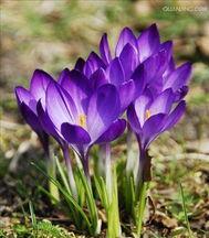 藏红花（番红花）的栽培与繁盛生长指南