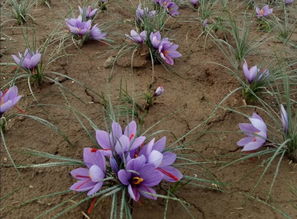 藏红花 从进口珍品到本土种植的机遇与挑战